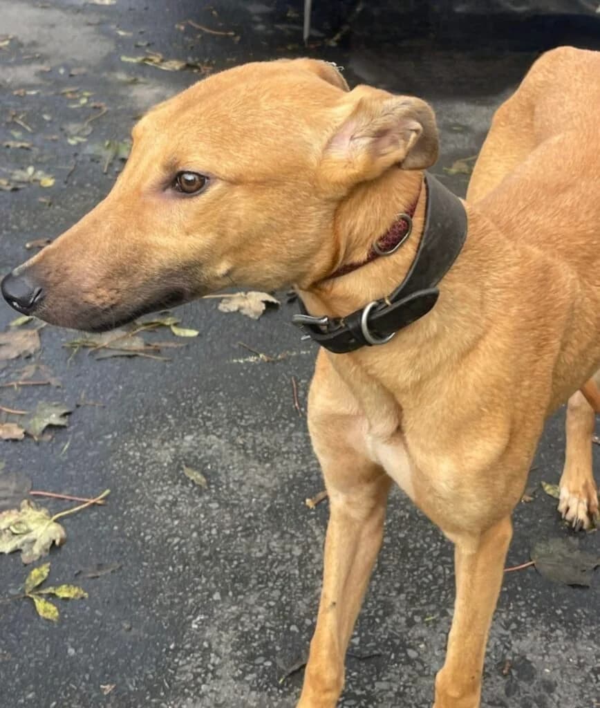 Stan, male puppy Mixed Breed for adoption at Almost Home Animal Rescue NI, Belfast