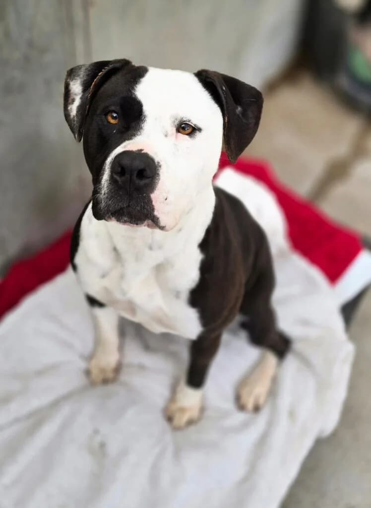 Stella, female Mixed Breed for adoption at Almost Home Animal Rescue NI, Belfast