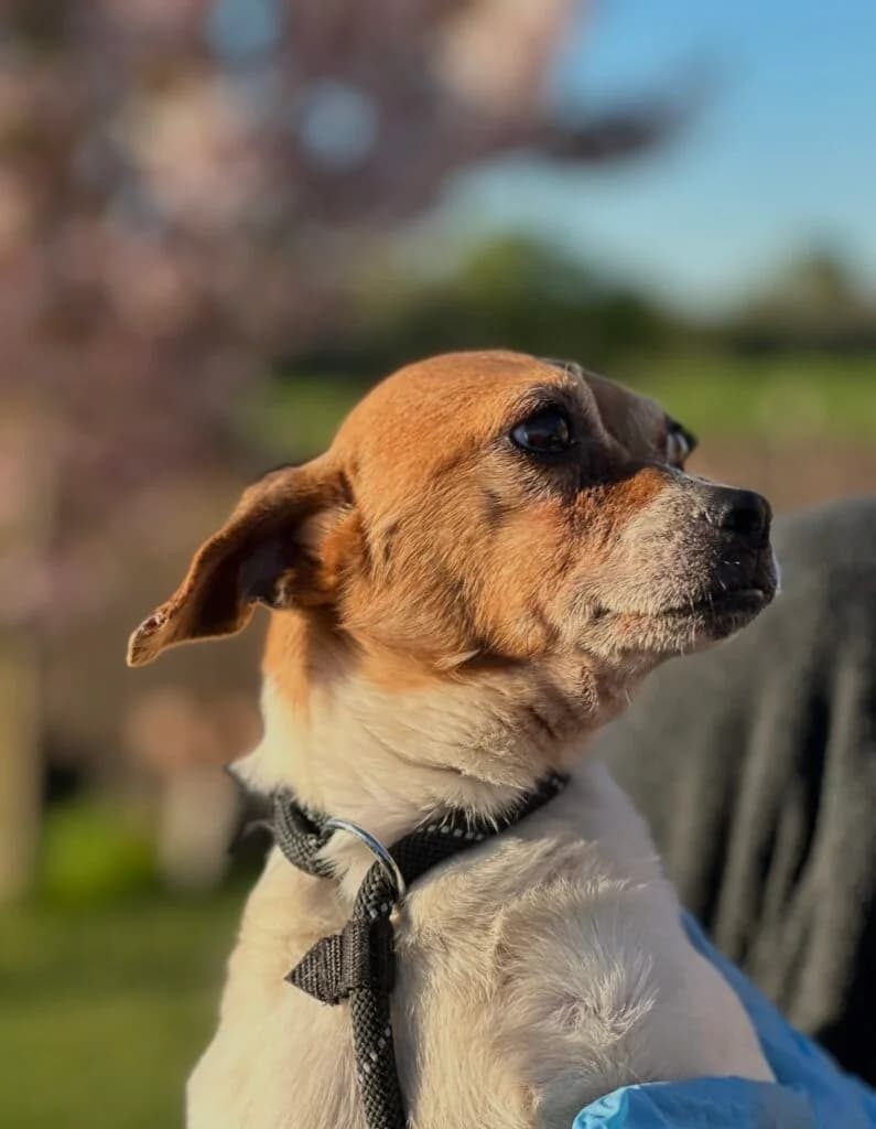 Storm (Chi x Jrt), male Mixed Breed for adoption at Almost Home Animal Rescue NI, Belfast