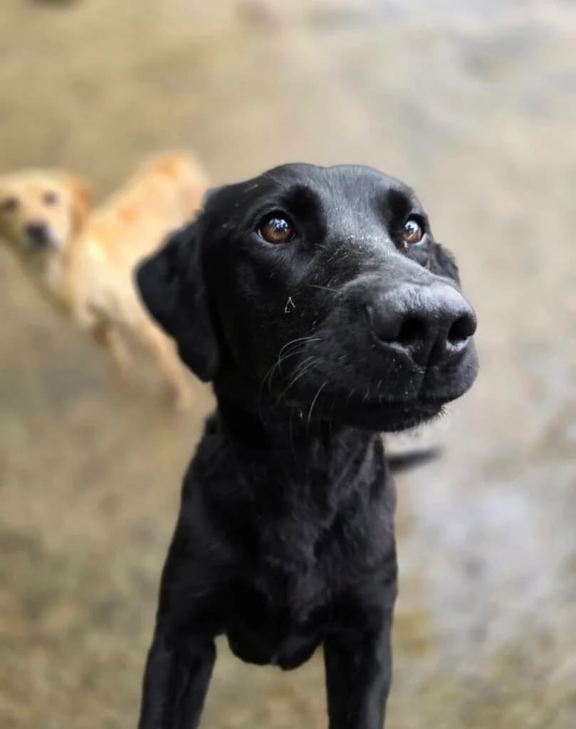 Storm (lab), female 3yo Mixed Breed for adoption at Almost Home Animal Rescue NI, Belfast