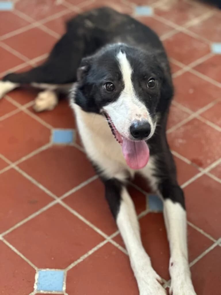 Teddy, male Mixed Breed for adoption at Almost Home Animal Rescue NI, Belfast