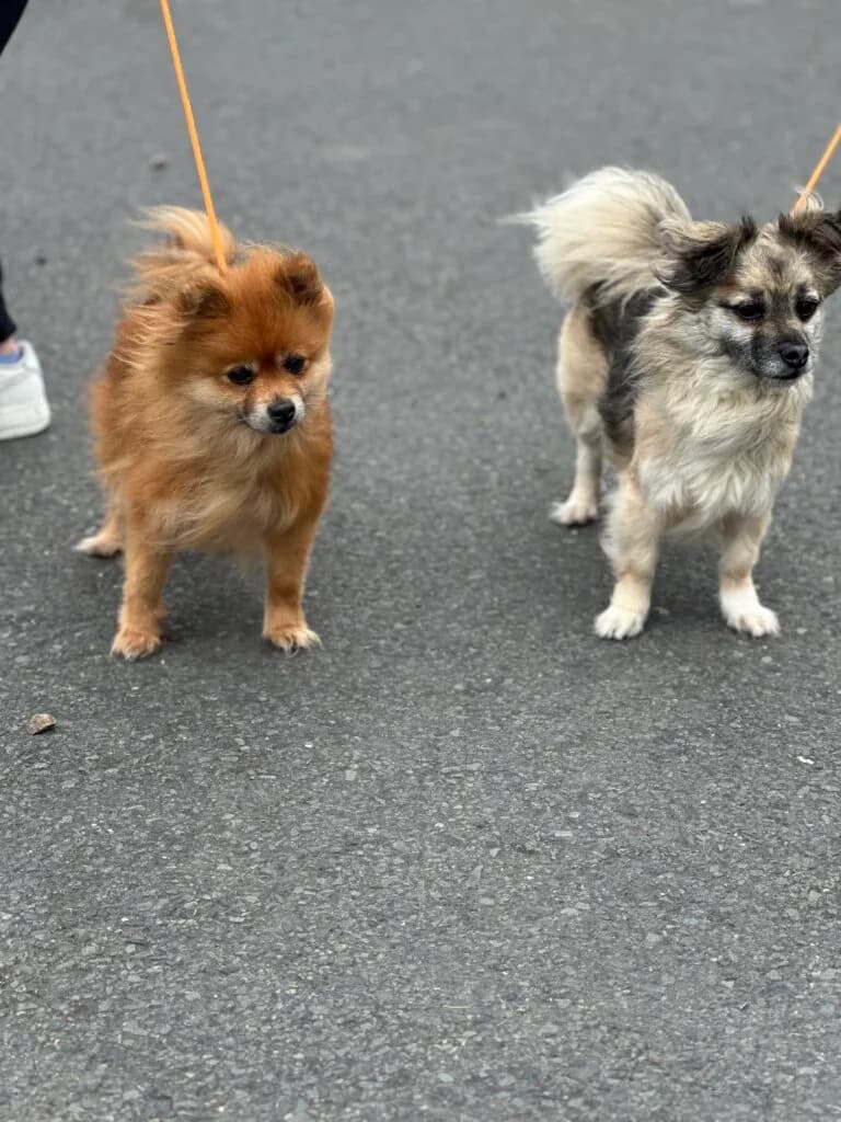 Teddy and Lexi, senior Mixed Breed for adoption at Almost Home Animal Rescue NI, Belfast