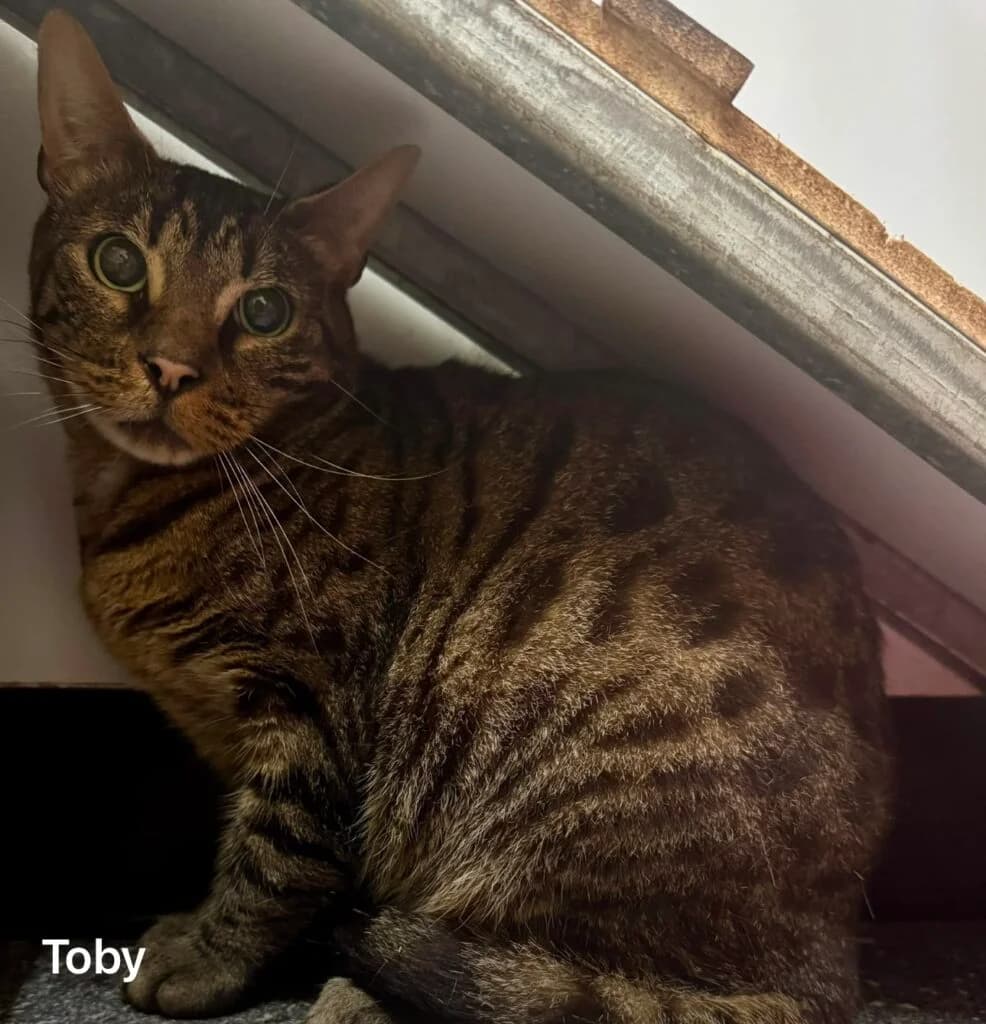 Toby, male Mixed Breed for adoption at Almost Home Animal Rescue NI, Belfast