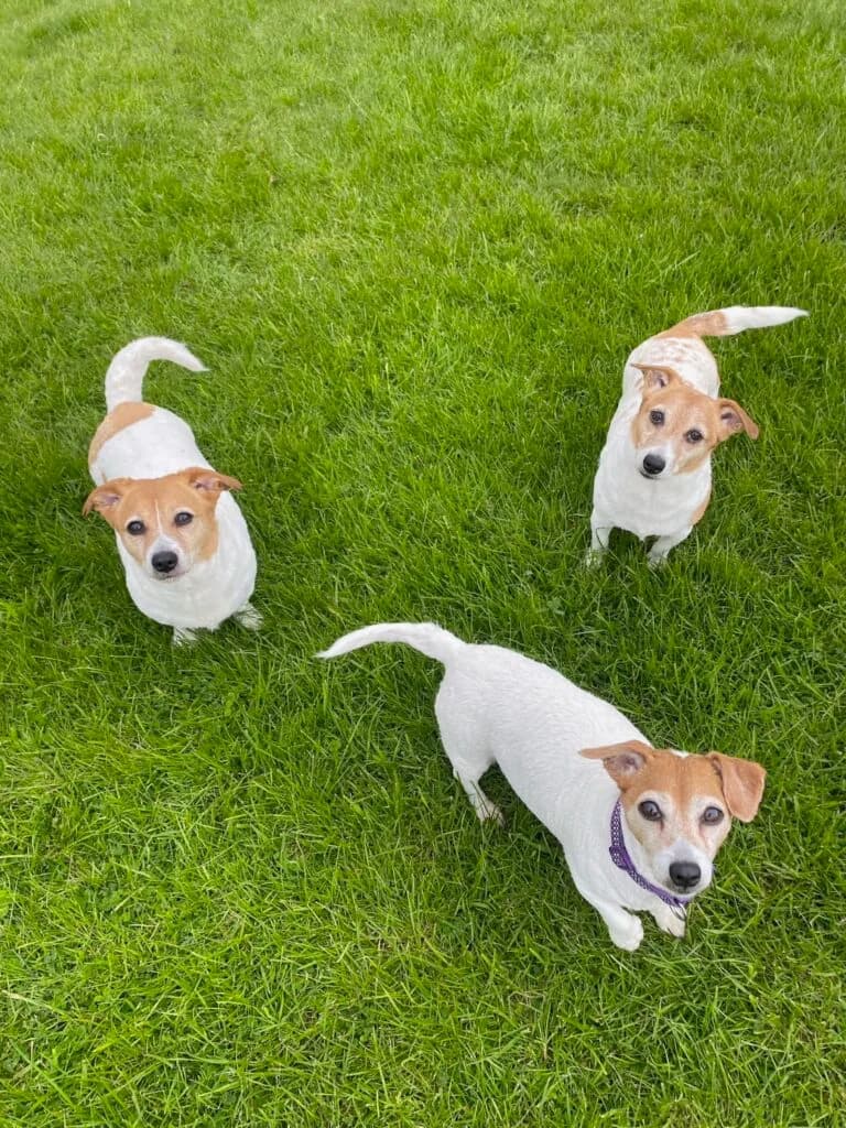 Rosie, Ruby & Rhylee, puppy Mixed Breed for adoption at Almost Home Animal Rescue NI, Belfast