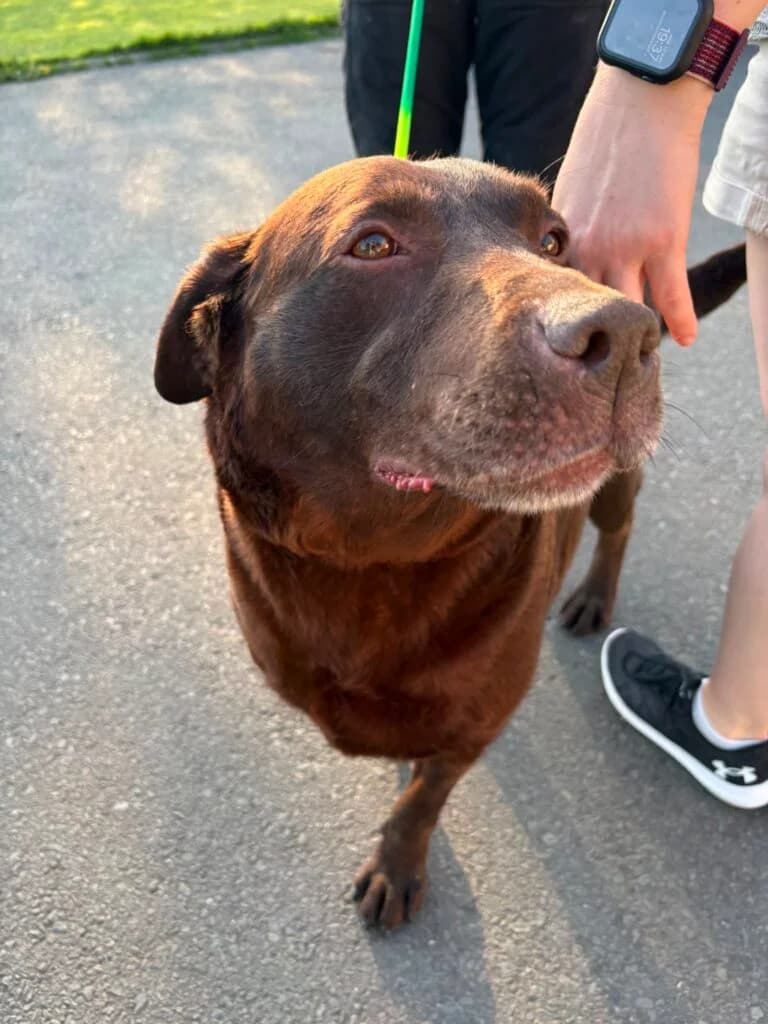 Tory, female Mixed Breed for adoption at Almost Home Animal Rescue NI, Belfast