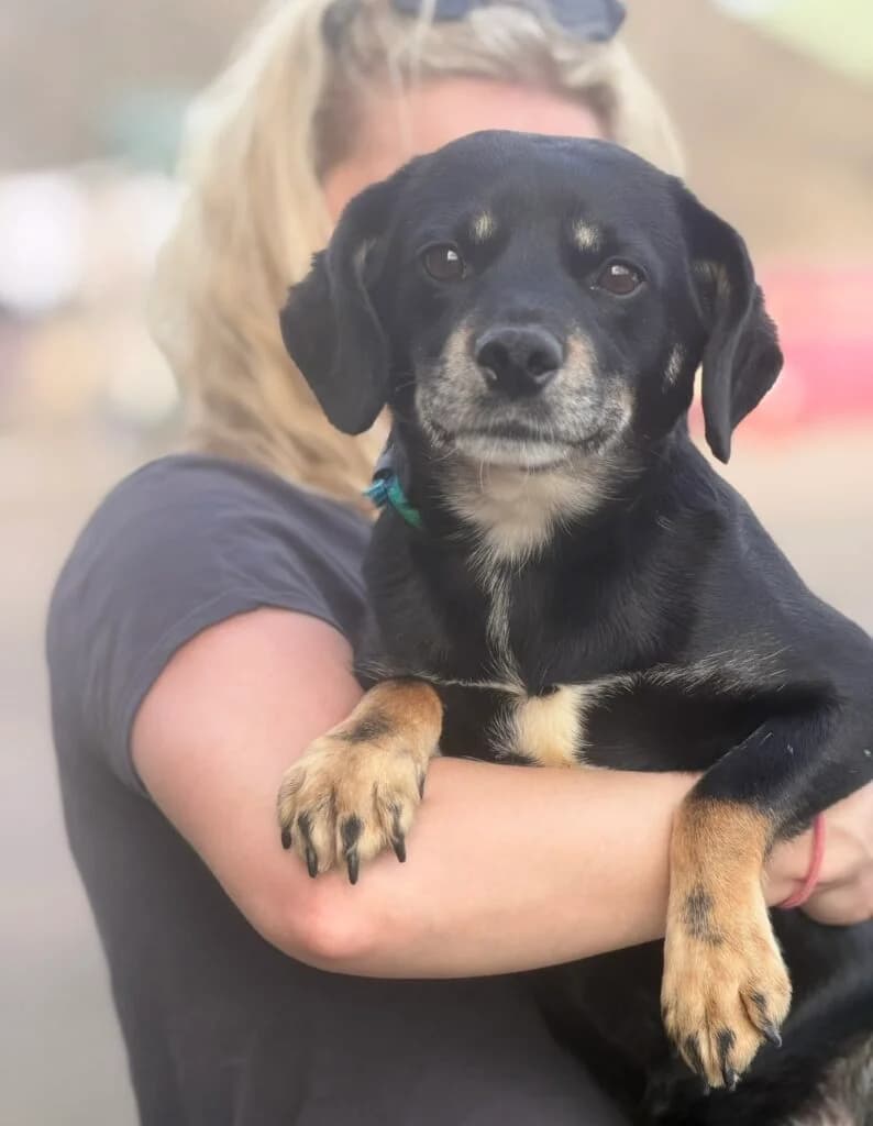 Tyson, male Mixed Breed for adoption at Almost Home Animal Rescue NI, Belfast