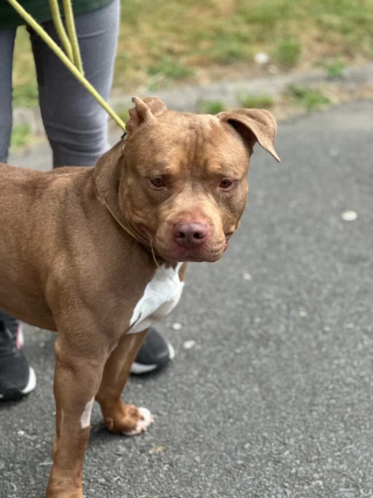 Tyson, male Mixed Breed for adoption at Almost Home Animal Rescue NI, Belfast