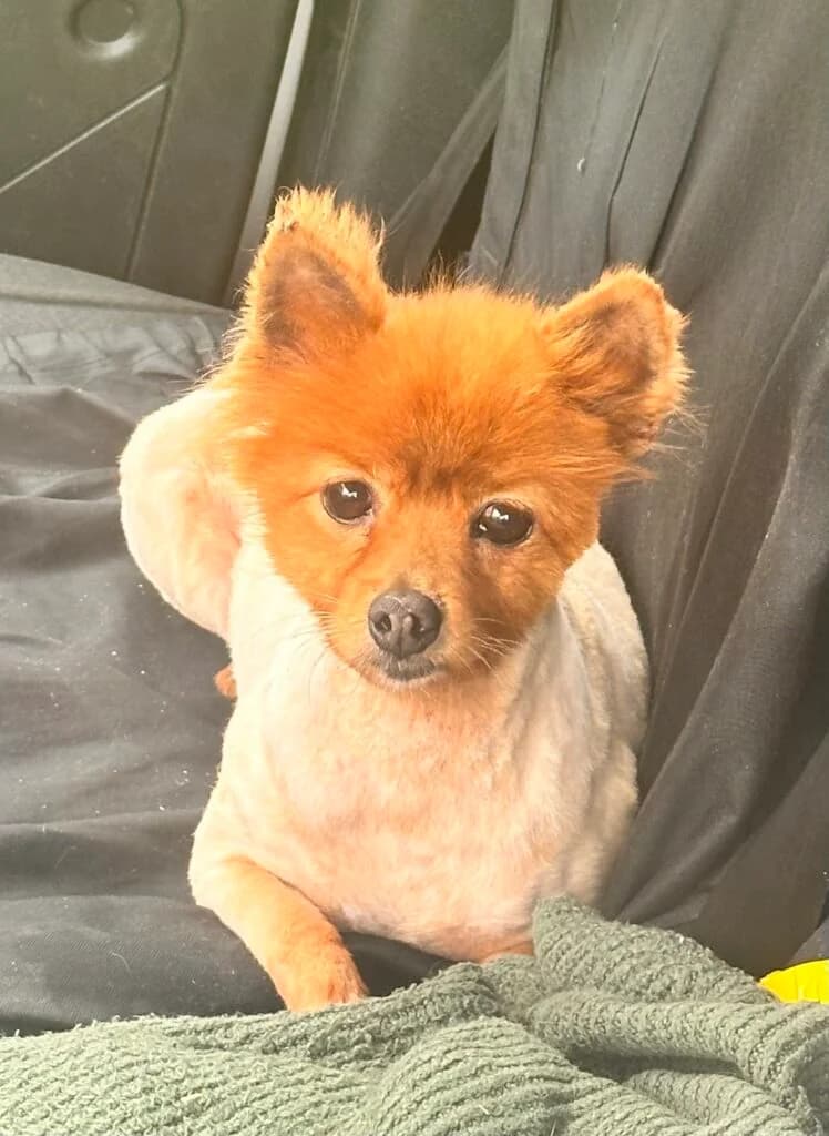 Vixen, female Mixed Breed for adoption at Almost Home Animal Rescue NI, Belfast