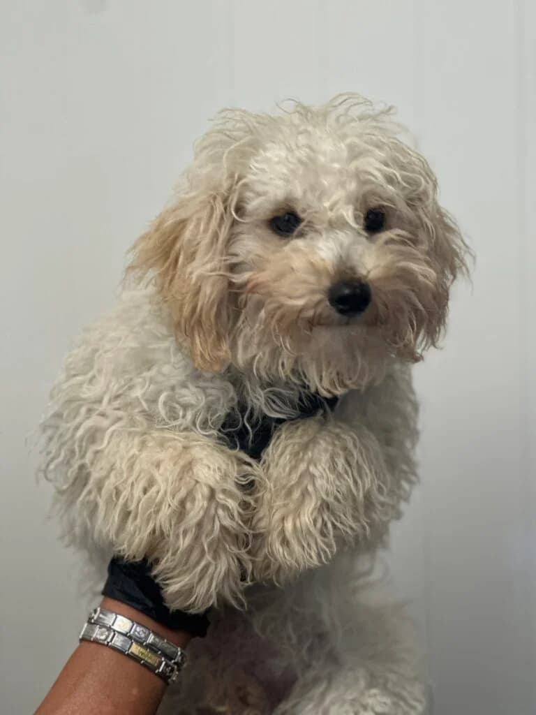 Waffle, male senior Mixed Breed for adoption at Almost Home Animal Rescue NI, Belfast