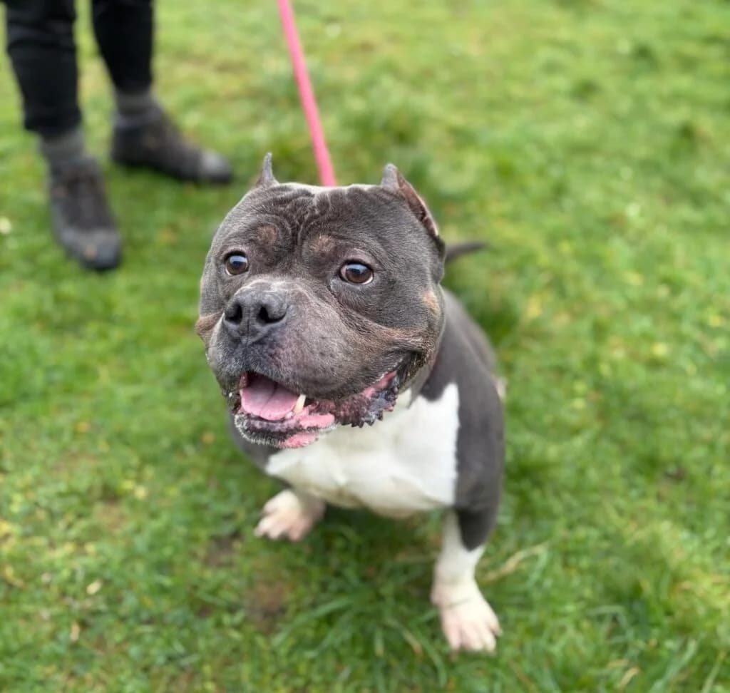 Zeus, male Mixed Breed for adoption at Almost Home Animal Rescue NI, Belfast
