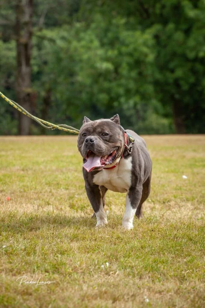 Zeus, male Mixed Breed for adoption at Almost Home Animal Rescue NI, Belfast