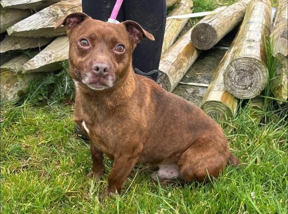 Bozo, male 4yo Staffordshire Bull Terrier for adoption at Animal Haven Ireland