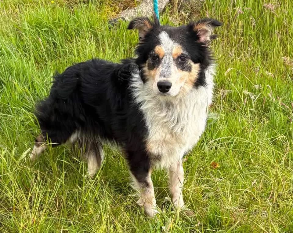 Flash, male Collie for adoption at Animal Haven Ireland