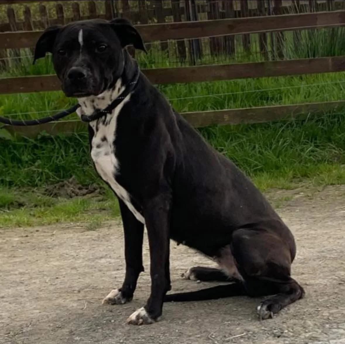 Gracie, female 4yo Staffordshire Bull Terrier for adoption at Animal Haven Ireland