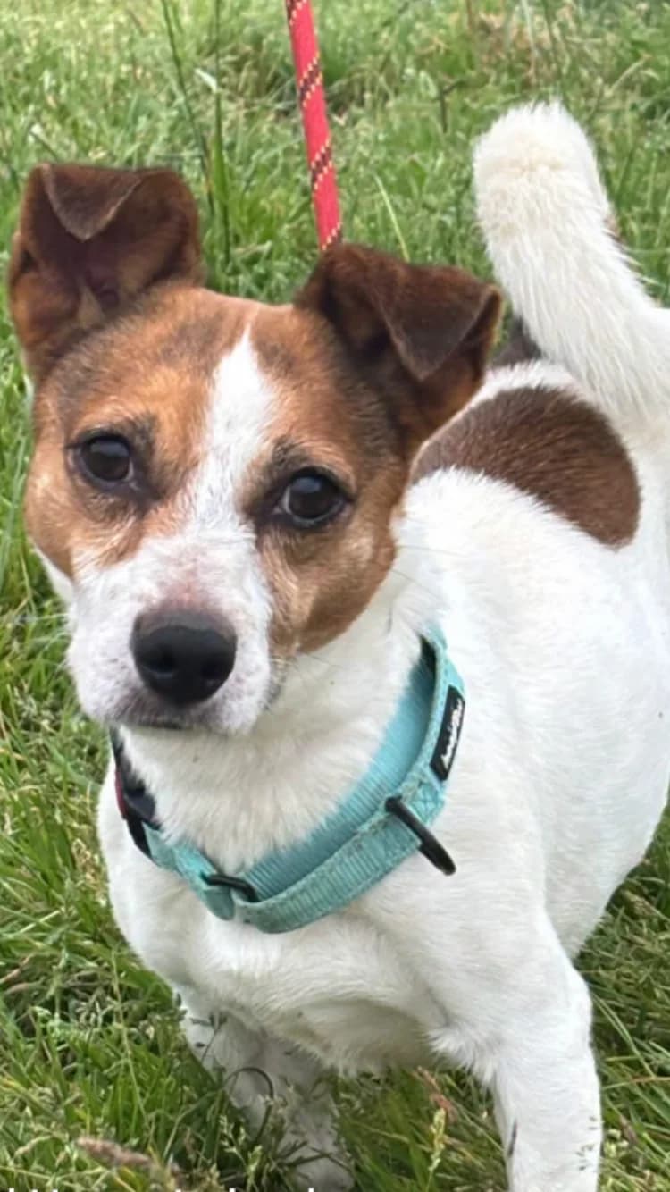 Delphine, female puppy Mixed Breed for adoption at Animal Haven Ireland