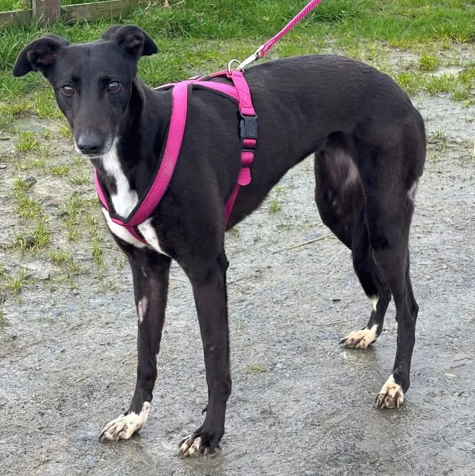 Pickle, female 3yo Mixed Breed for adoption at Animal Haven Ireland
