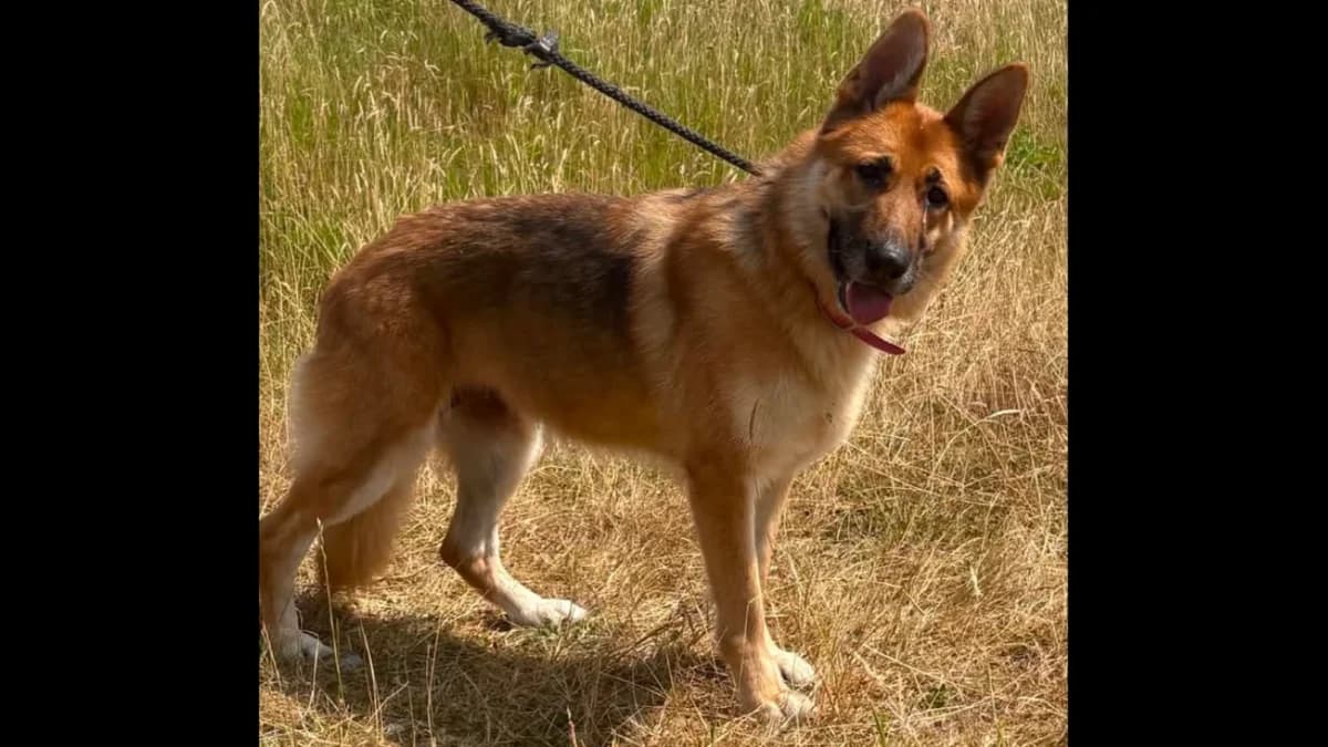 Rosie, female 5yo Mixed Breed for adoption at Animal Haven Ireland