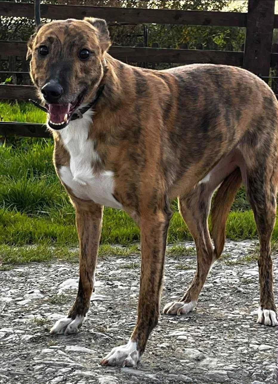 Shadow, male 4yo Mixed Breed for adoption at Animal Haven Ireland