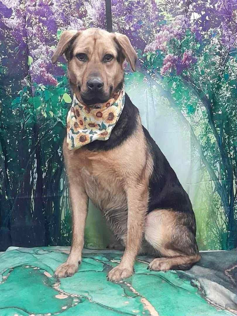 Toby, male puppy Mixed Breed for adoption at Animal Haven Ireland