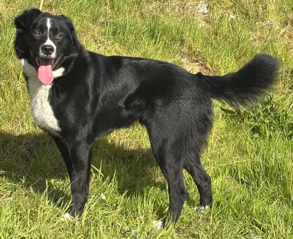 Tucker, male puppy mixed breed for adoption at Animal Haven Ireland
