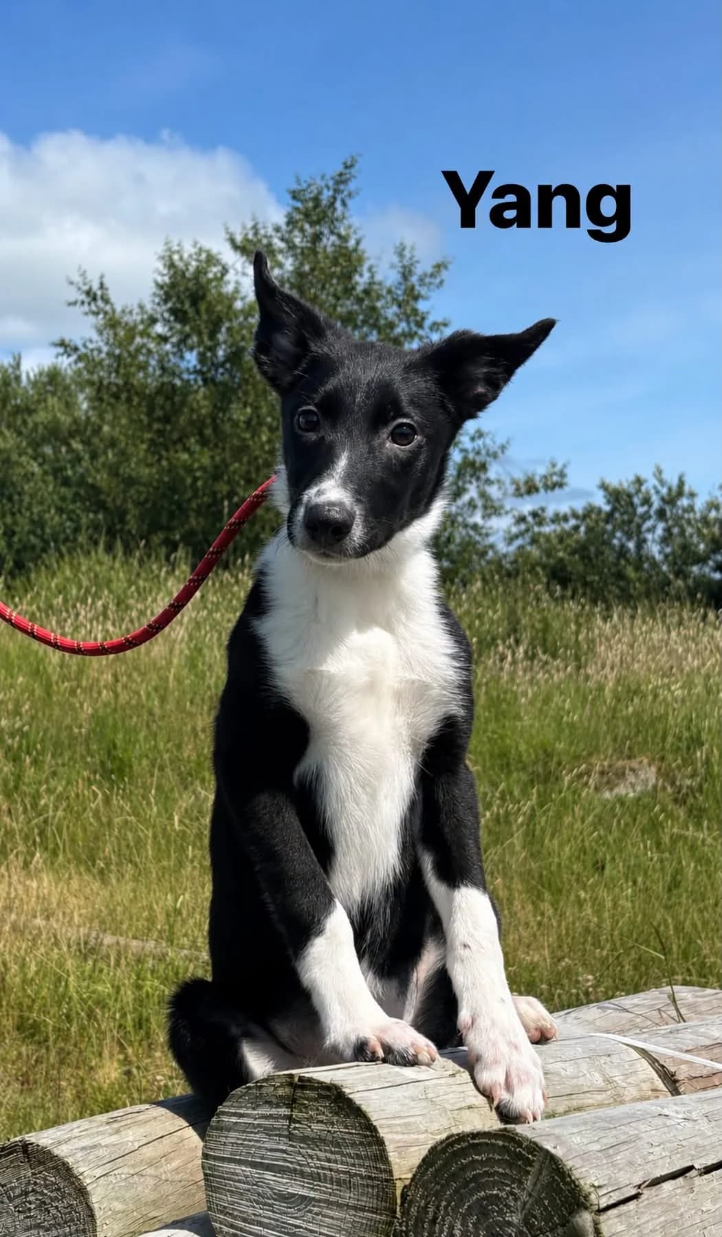 Yang, male puppy mixed breed for adoption at Animal Haven Ireland