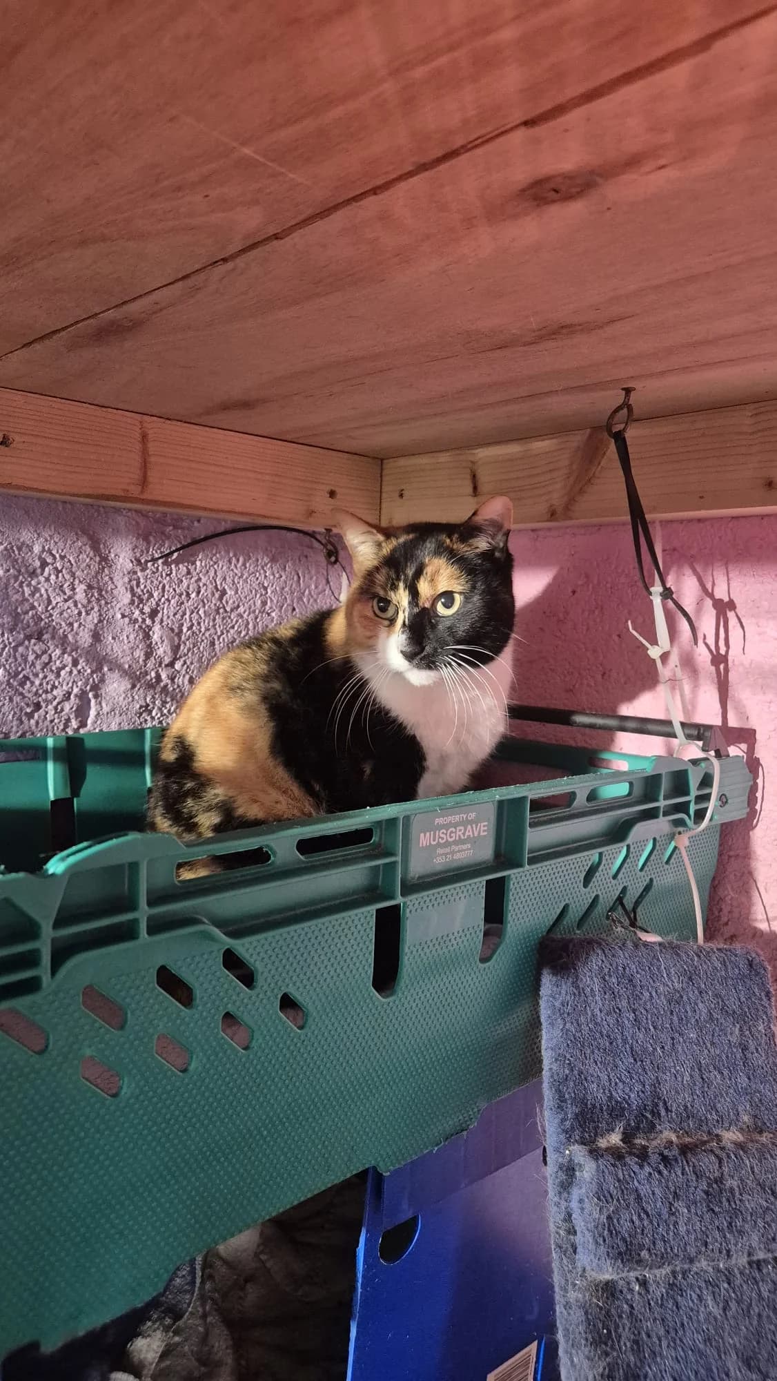 Chestnut, female Mixed Breed for adoption at Animals In Need Donegal