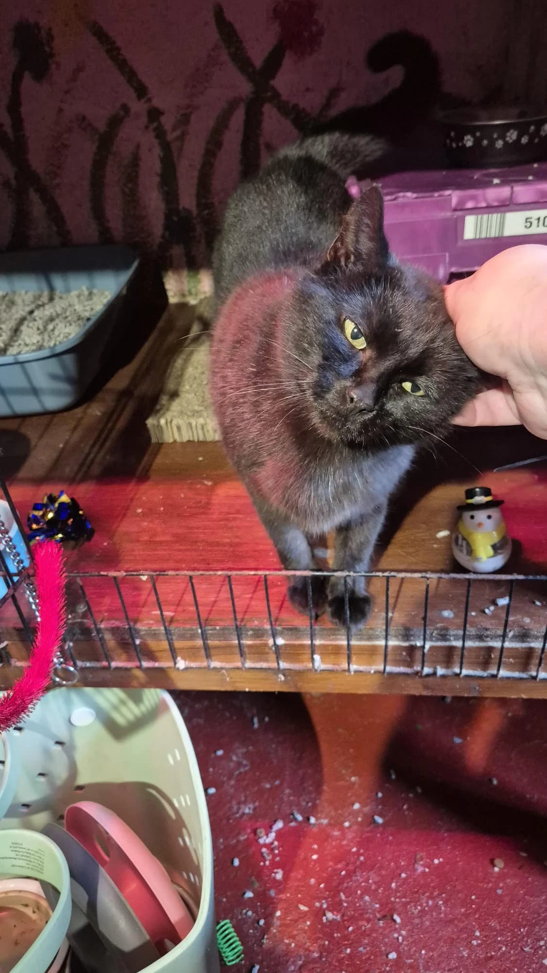 Java, female Mixed Breed for adoption at Animals In Need Donegal