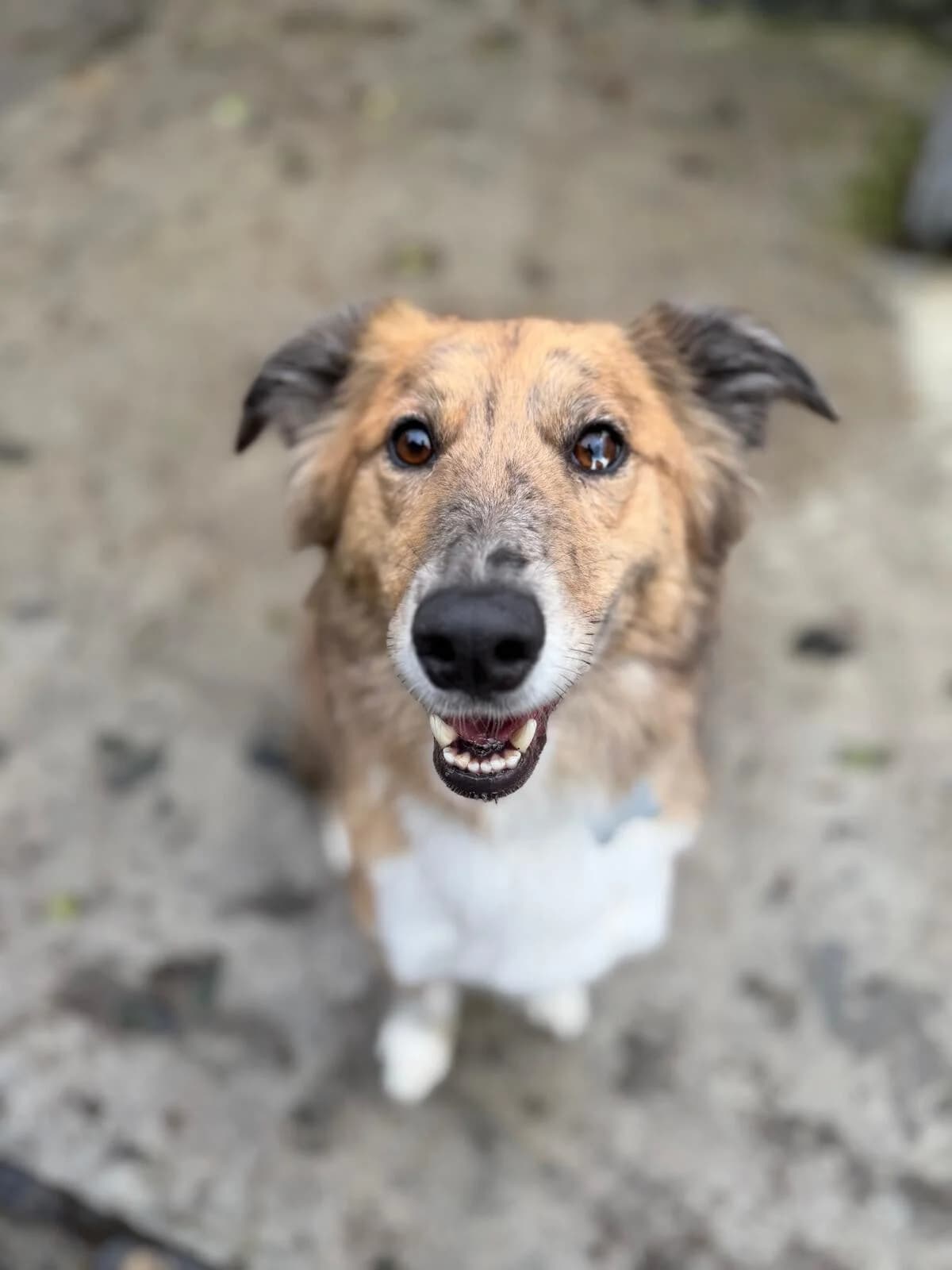 Max, male 3yo Mixed Breed for adoption at ASH Animal Rescue, Ash Animal Rescue