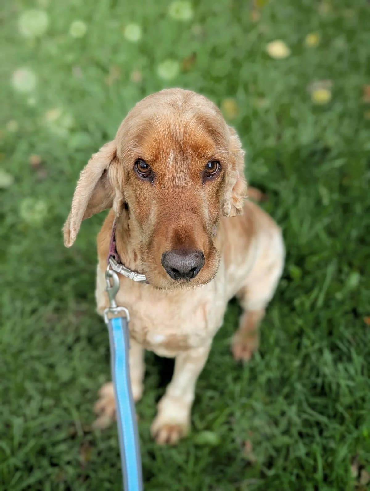 Ollie, Mixed Breed for adoption at ASH Animal Rescue, Ash Animal Rescue