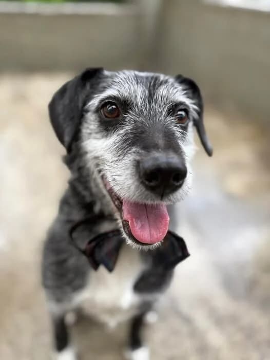 Ivy, young Mixed Breed for adoption at ASH Animal Rescue, Ash Animal Rescue