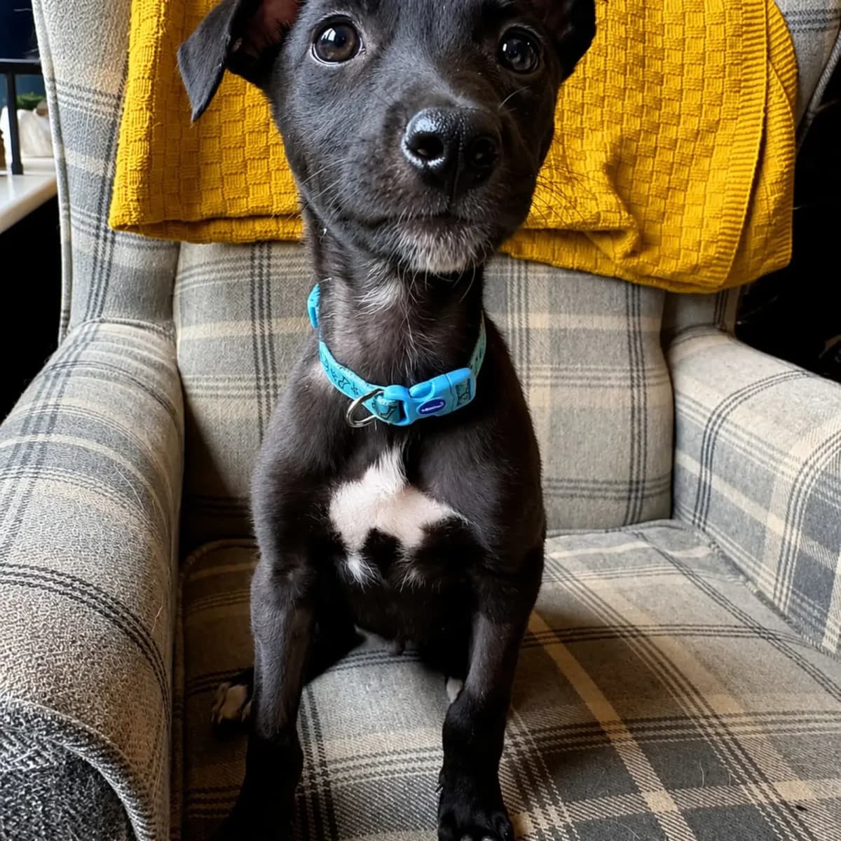 Nikky, puppy mixed breed for adoption at Cara Rescue Dogs, Co. Laois