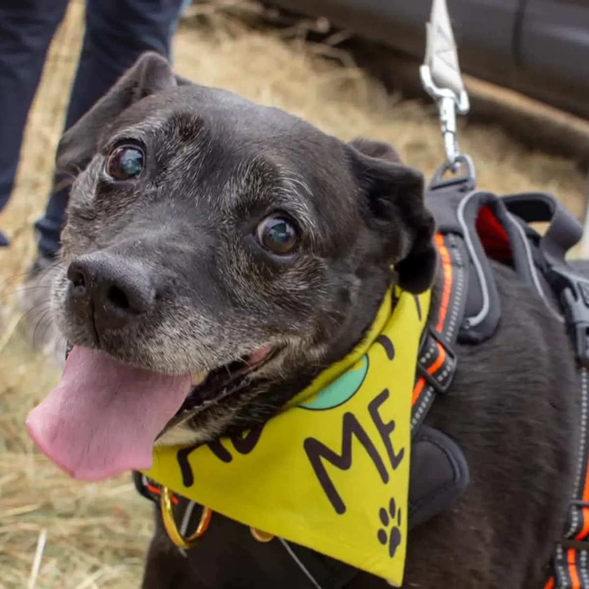 Norma, Staffordshire Bull Terrier for adoption at Cara Rescue Dogs, Co. Laois