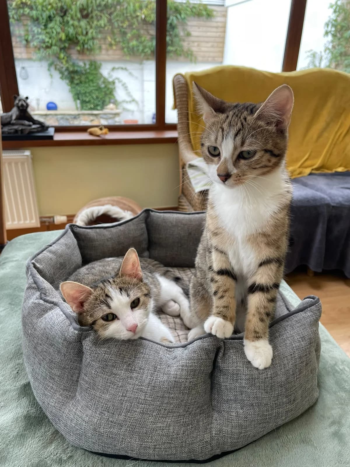 Faith & Fergie, female puppy Mixed Breed for adoption at Cats Aid, Dublin