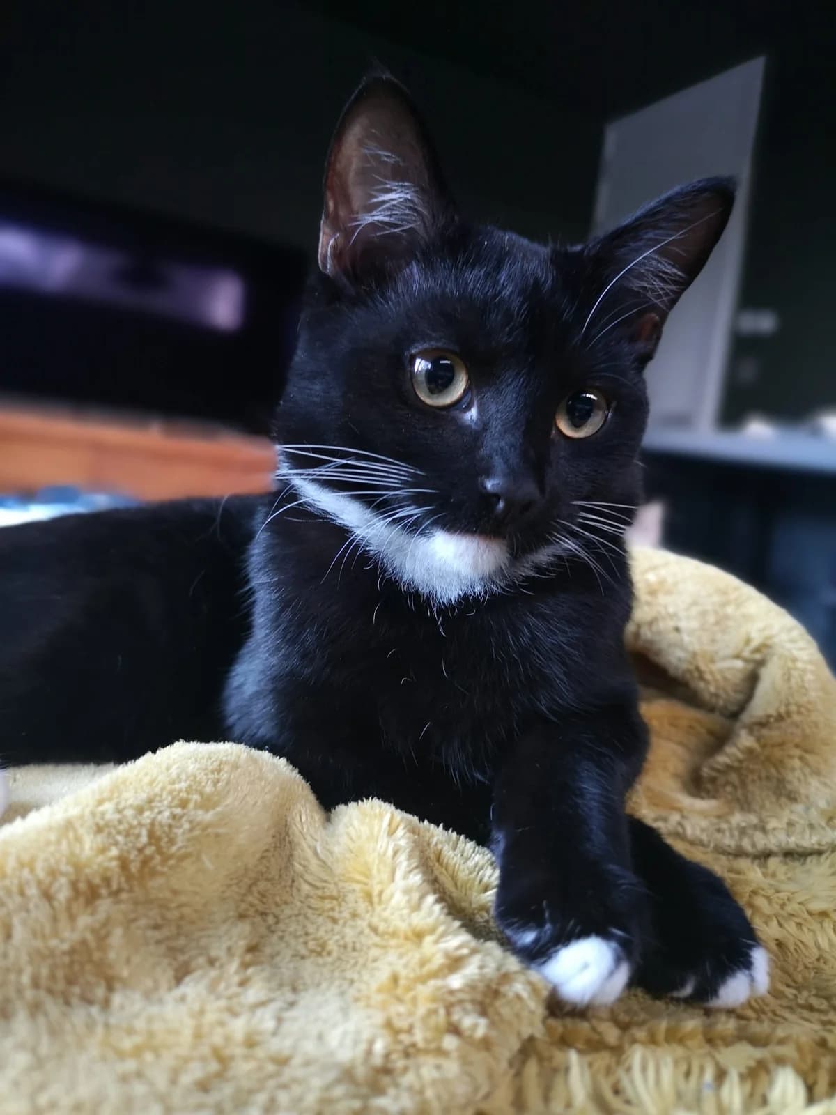 Gamora, female puppy Mixed Breed for adoption at Cats Aid, Dublin