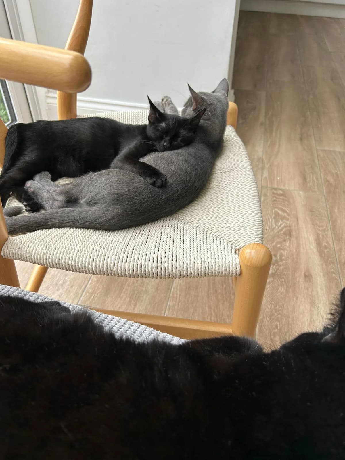 Grayson & Millie, male Mixed Breed for adoption at Cats Aid, Dublin