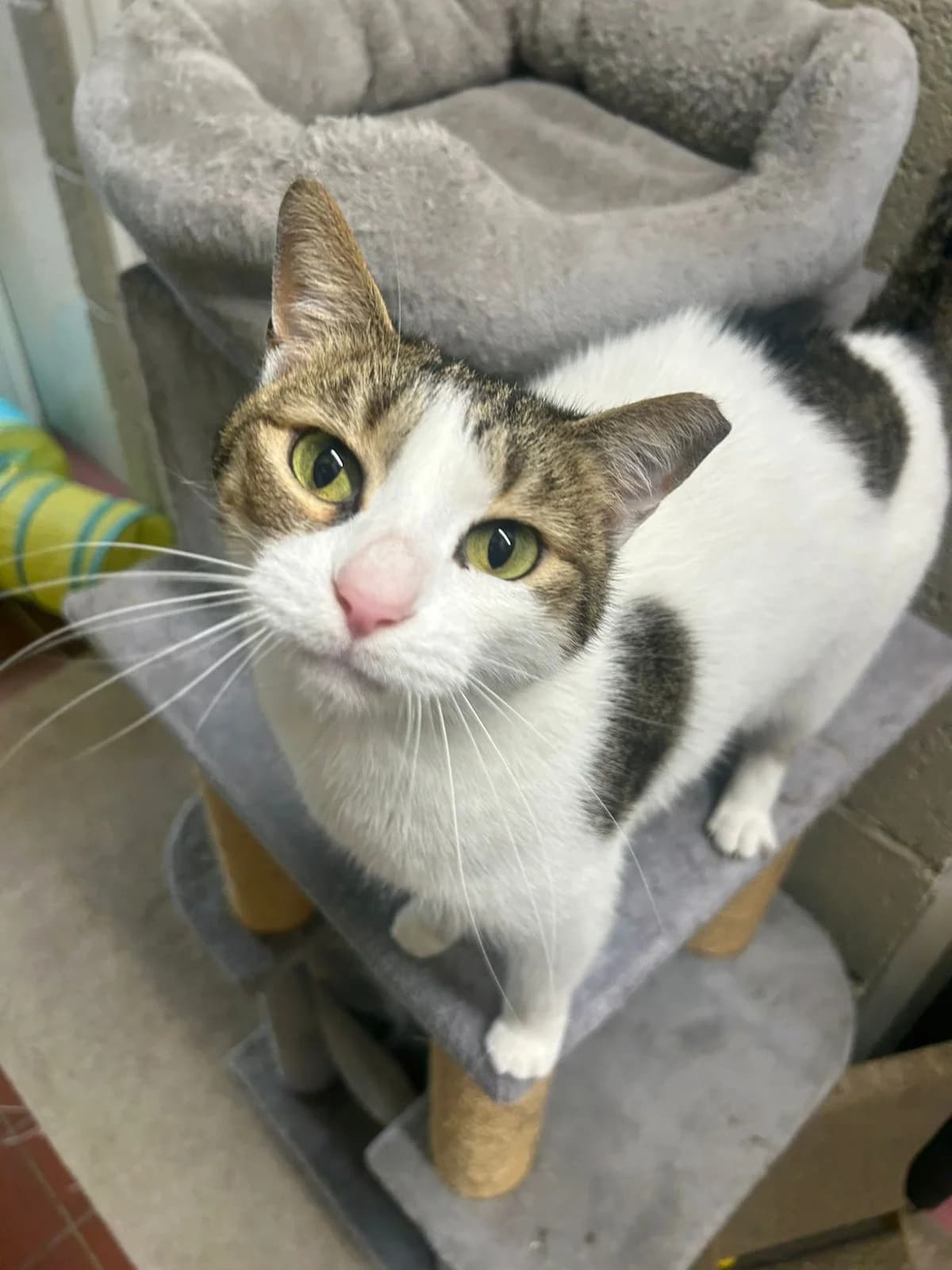 Kiki, female Mixed Breed for adoption at Cats Aid, Dublin