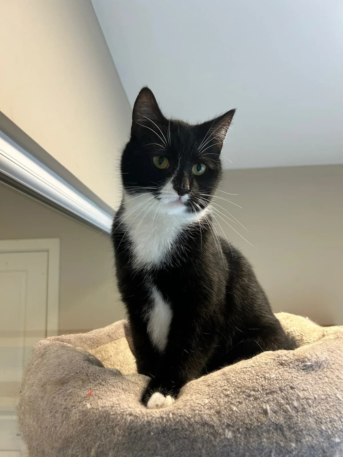 Venice & Victoria, female Mixed Breed for adoption at Cats Aid, Dublin