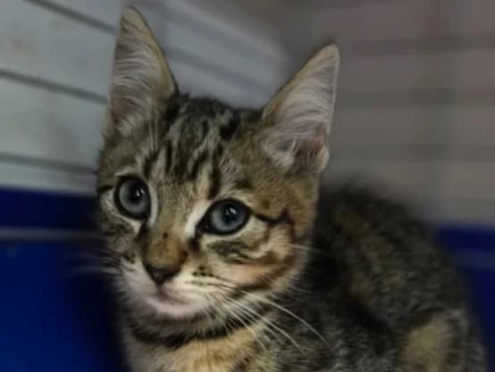 Adopt a kitten General enquiry, puppy Mixed Breed for adoption at Cats Trust Adoption and Protection