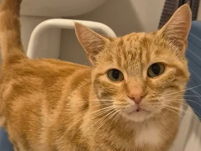 Basil, male young Mixed Breed for adoption at Cats Trust Adoption and Protection