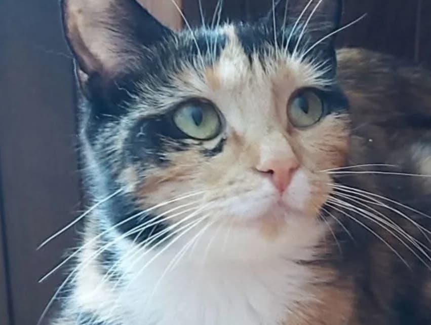 Basket (adopt a shy cat), female 5yo Mixed Breed for adoption at Cats Trust Adoption and Protection