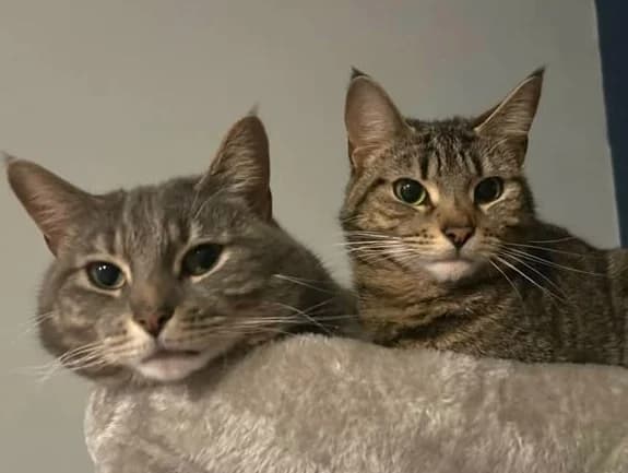 Cassie and Freddie. Indoor bonded pair, 3yo Mixed Breed for adoption at Cats Trust Adoption and Protection