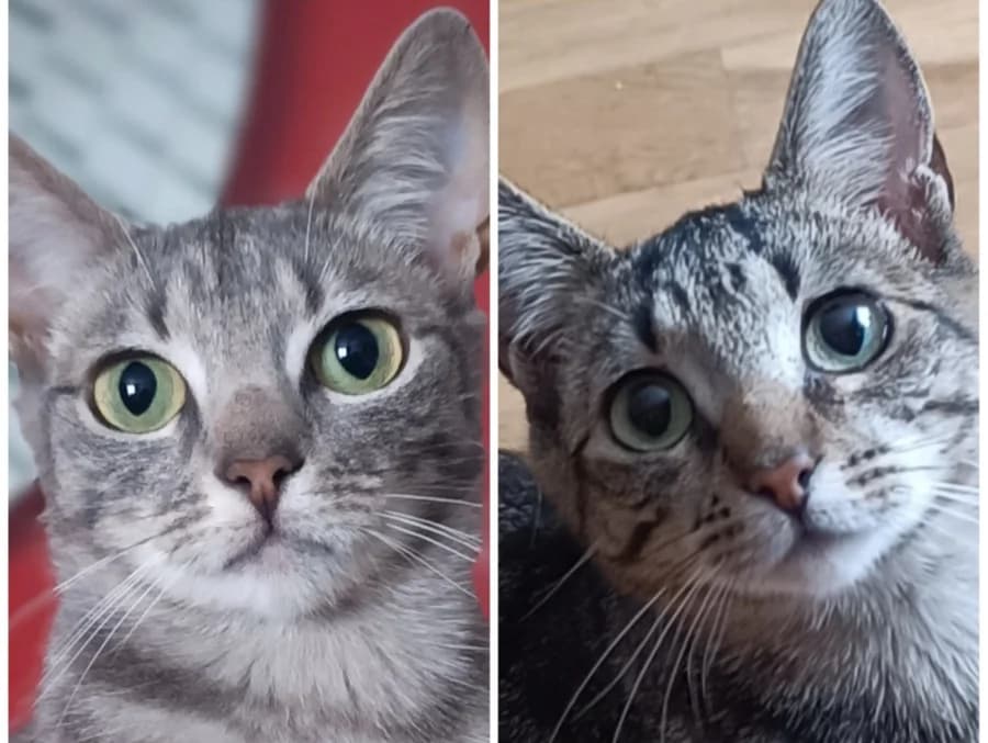 Flora and Faye (adopt a shy cat), female puppy Mixed Breed for adoption at Cats Trust Adoption and Protection