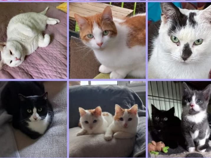 General adoption inquiry, young Mixed Breed for adoption at Cats Trust Adoption and Protection