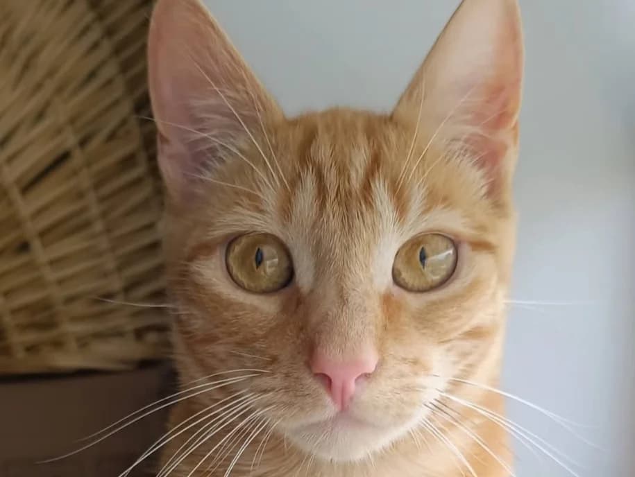 Gingy (adopt a shy cat), male young Mixed Breed for adoption at Cats Trust Adoption and Protection