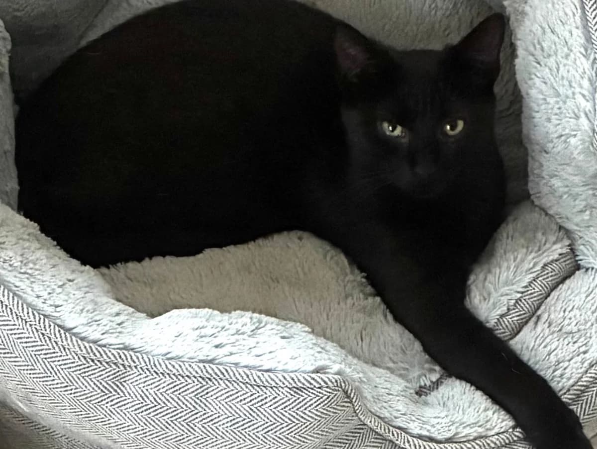 Inky, female young Mixed Breed for adoption at Cats Trust Adoption and Protection