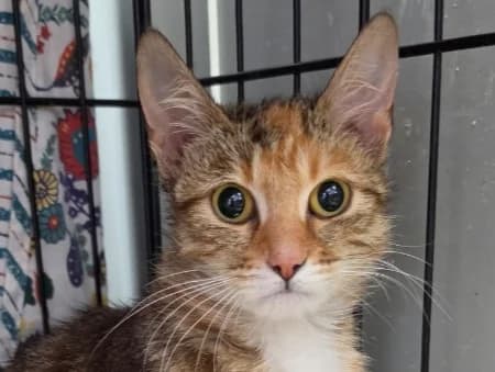 Lady adopt a shy cat, female young Mixed Breed for adoption at Cats Trust Adoption and Protection