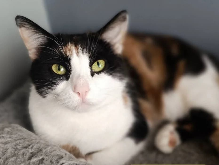Millie (adopt a shy cat), female 5yo Mixed Breed for adoption at Cats Trust Adoption and Protection