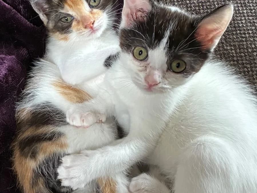 Mork and Mindy. Siblings, puppy Mixed Breed for adoption at Cats Trust Adoption and Protection