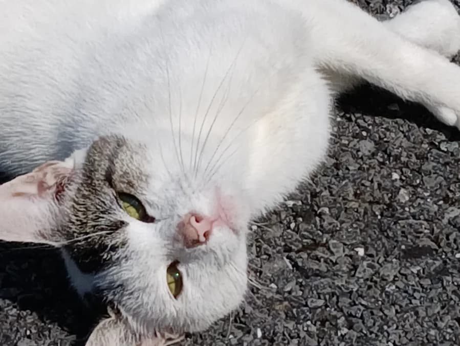 Rosie and her kitten, female young Mixed Breed for adoption at Cats Trust Adoption and Protection