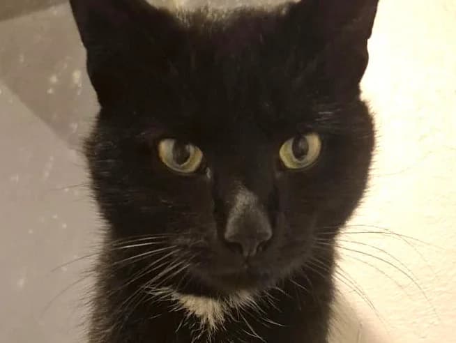 Sidney, male young Mixed Breed for adoption at Cats Trust Adoption and Protection